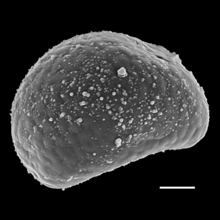 Polypodiaceae Campyloneurum sphenodes