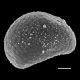 image of Campyloneurum sphenodes