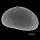 image of Campyloneurum sphenodes