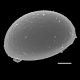 image of Campyloneurum sphenodes