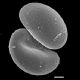 image of Campyloneurum sphenodes