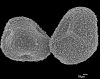 image of Lygodium hians