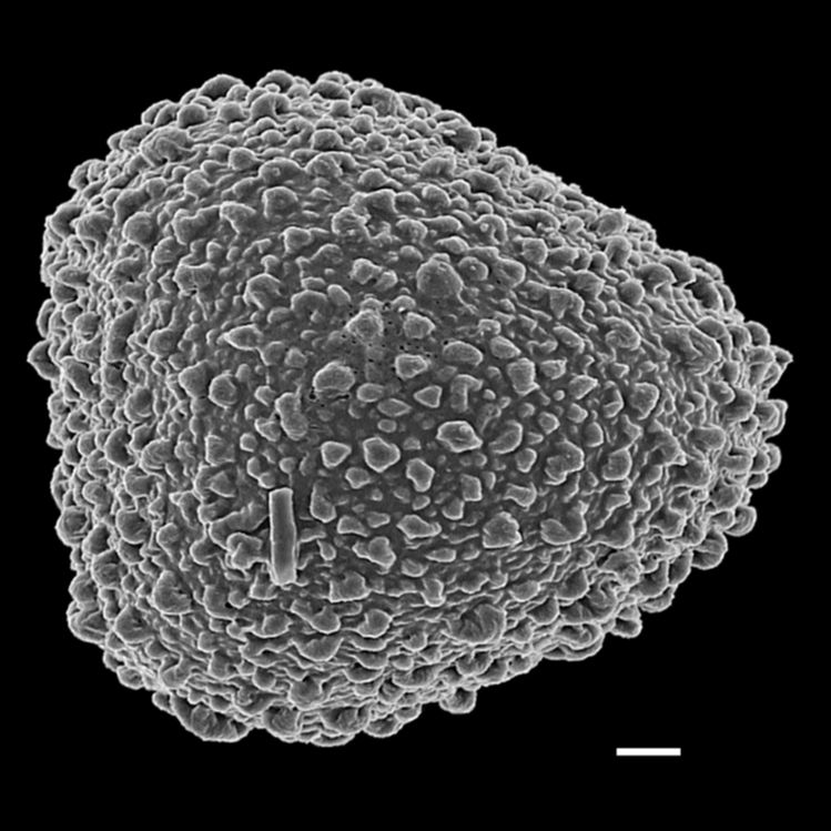 Lygodiaceae Lygodium hians