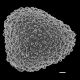 image of Lygodium hians