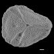 image of Lygodium longifolium