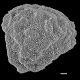 image of Lygodium longifolium