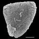 image of Saccoloma brasiliense