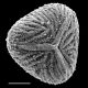 image of Saccoloma chartaceum