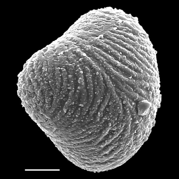 Saccolomataceae Saccoloma chartaceum