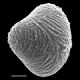 image of Saccoloma chartaceum
