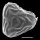 image of Saccoloma nigrescens