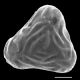 image of Saccoloma nigrescens