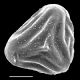image of Saccoloma nigrescens