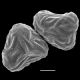 image of Saccoloma nigrescens