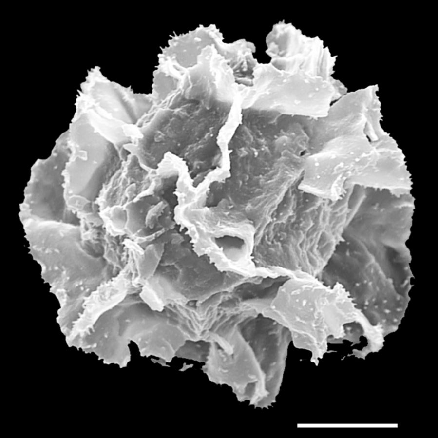 Lomariopsidaceae Bolbitis pandurifolia