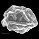 image of Dryopteris nubigena