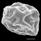 image of Dryopteris nubigena