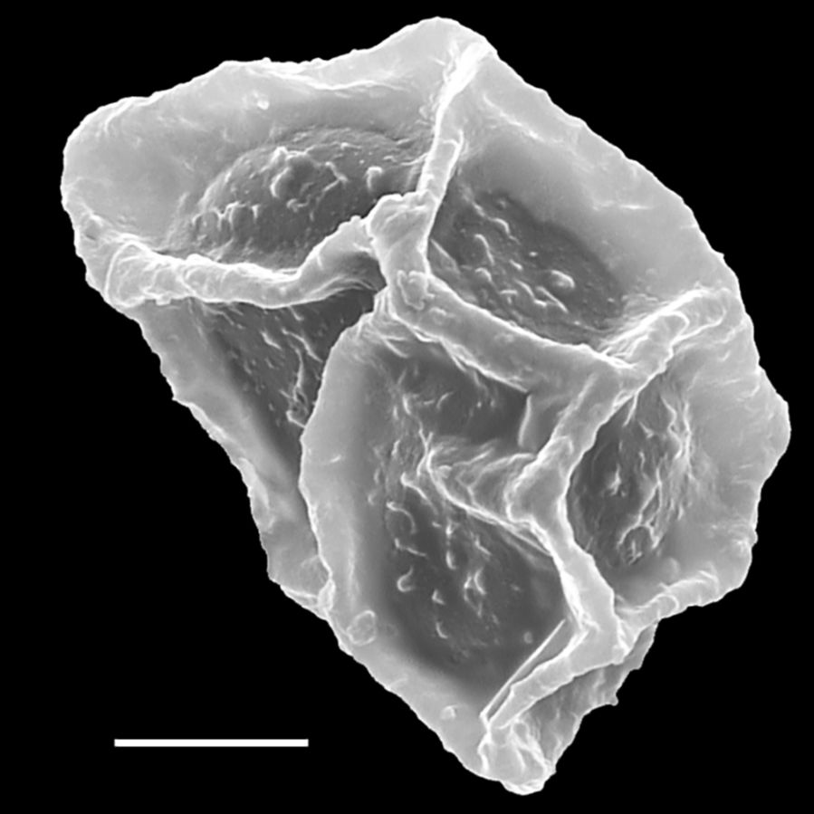 Dryopteridaceae Elaphoglossum decursivum