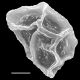 image of Elaphoglossum decursivum