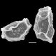 image of Elaphoglossum decursivum