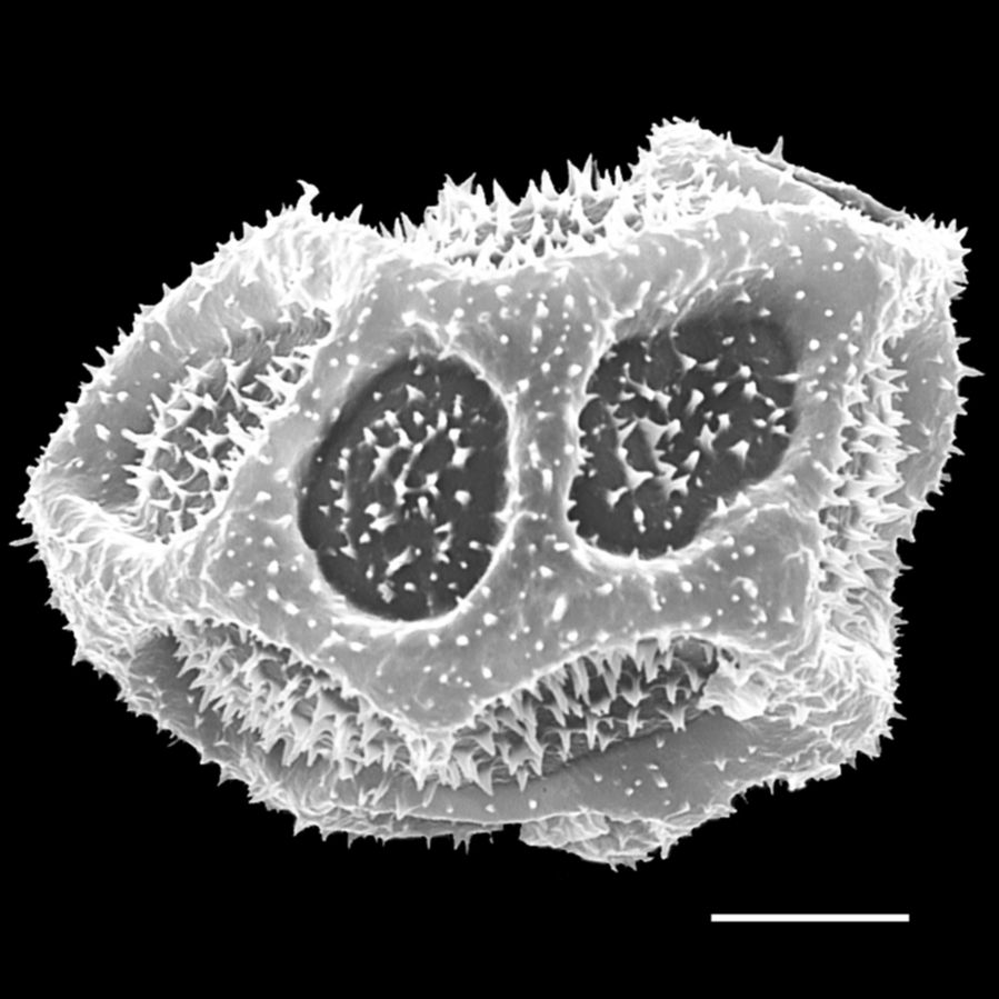 Dryopteridaceae Elaphoglossum doanense