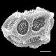image of Elaphoglossum doanense