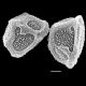 image of Elaphoglossum doanense