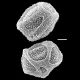 image of Elaphoglossum doanense