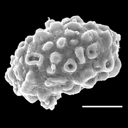 Dryopteridaceae Lastreopsis tenera