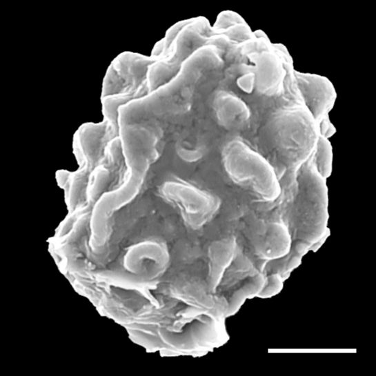 Dryopteridaceae Lastreopsis tenera