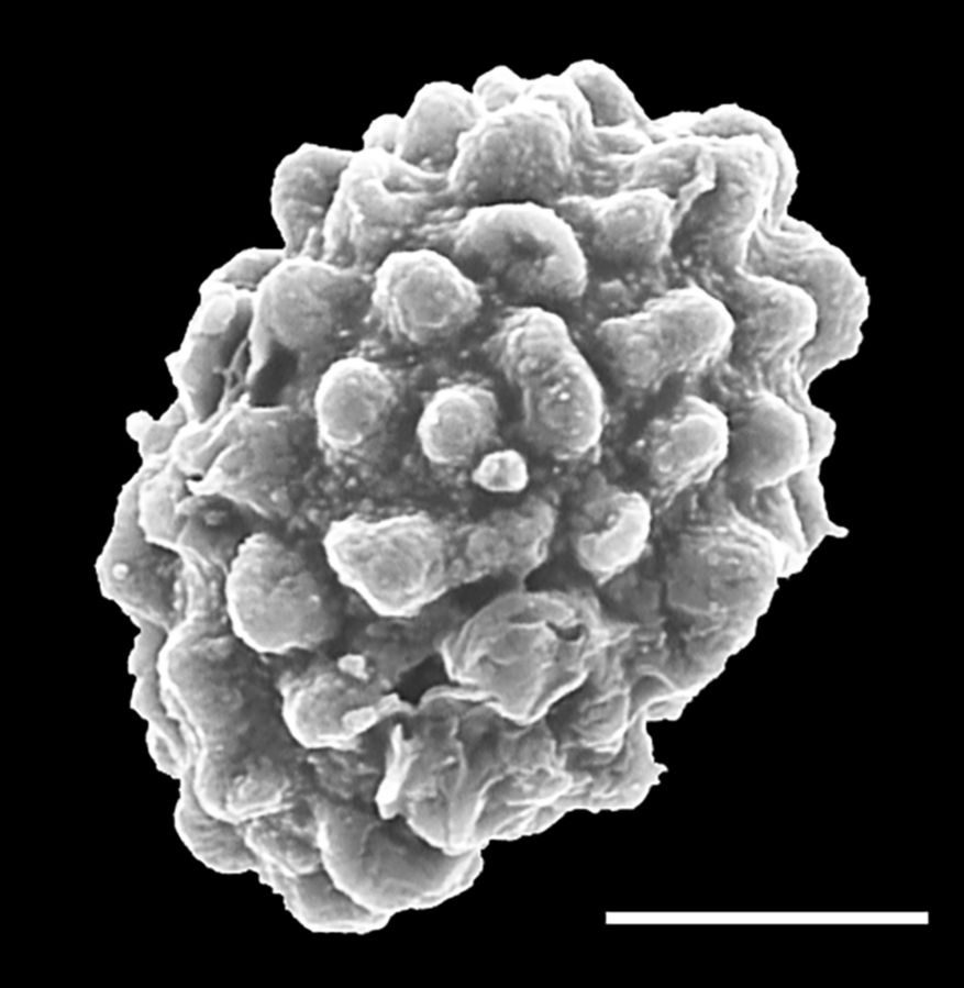 Dryopteridaceae Lastreopsis tenera