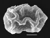 image of Elaphoglossum apodum
