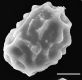 image of Elaphoglossum auripilum