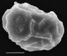 image of Elaphoglossum auripilum