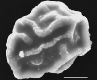 image of Elaphoglossum cubense