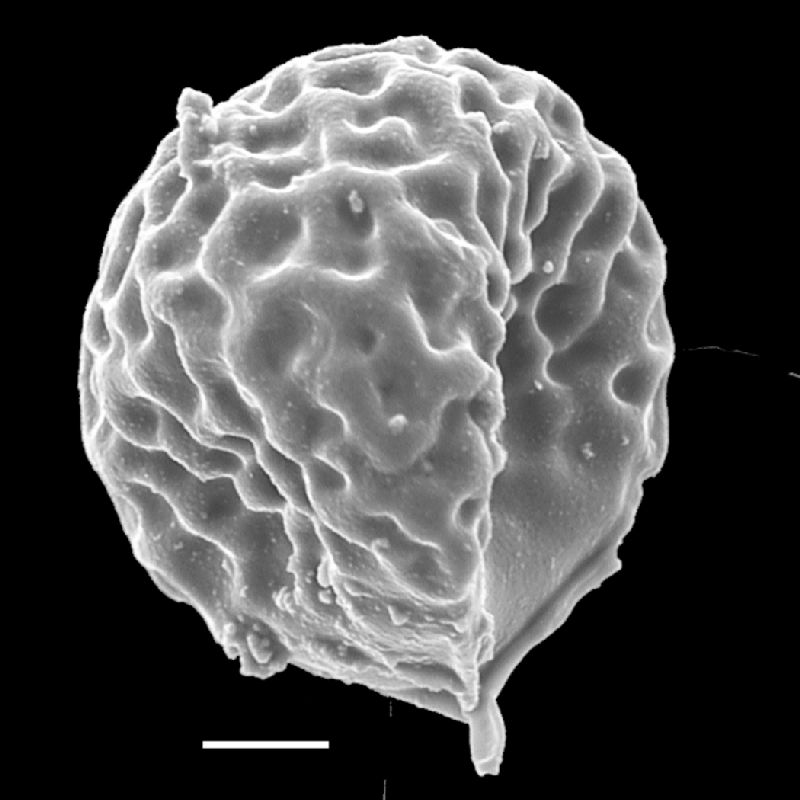 Anemiaceae Anemia cicutaria