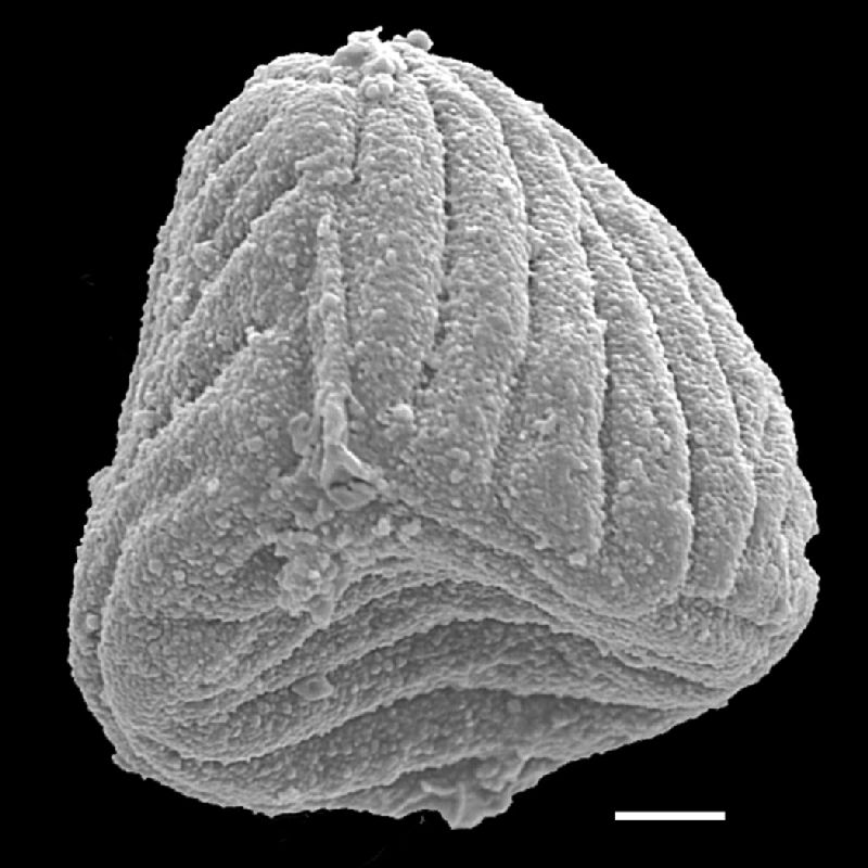 Anemiaceae Anemia colimensis