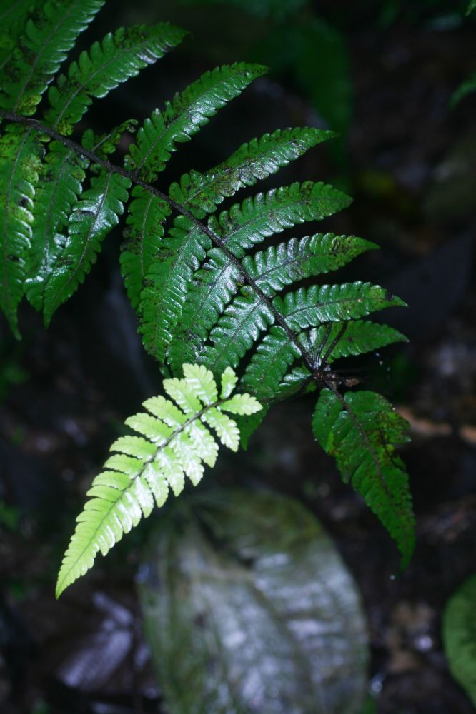  Goniopteris curta