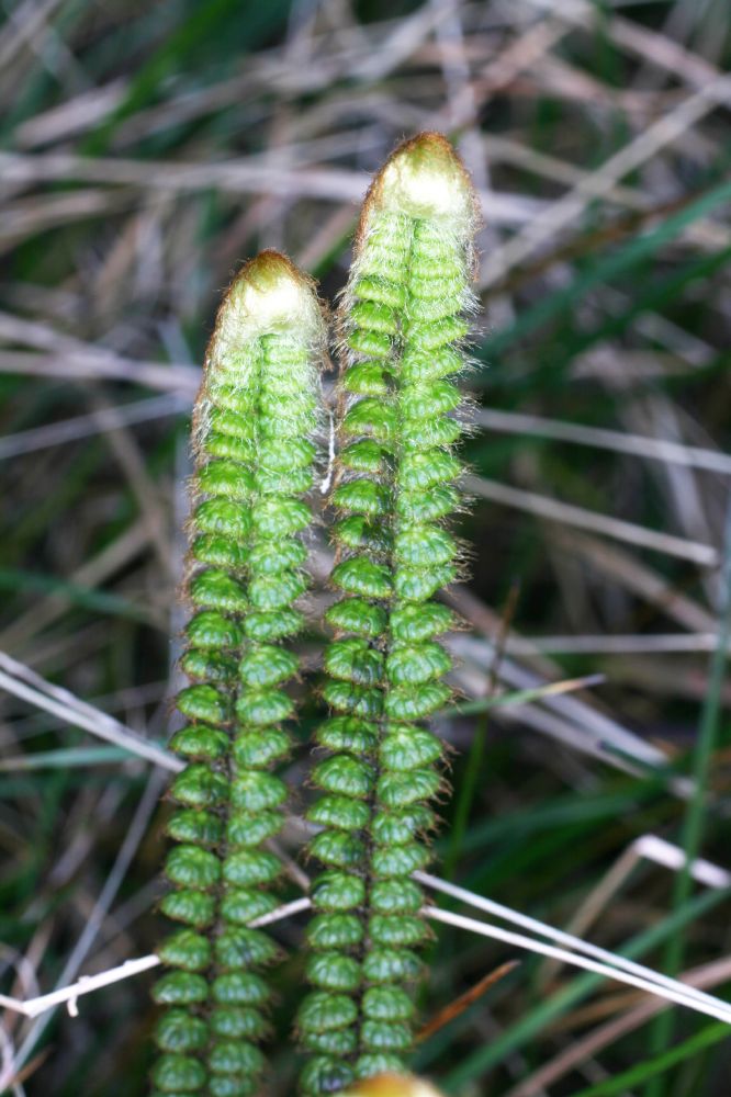 Pteridaceae Jamesonia alstonii