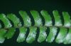 image of Lindsaea quadrangularis