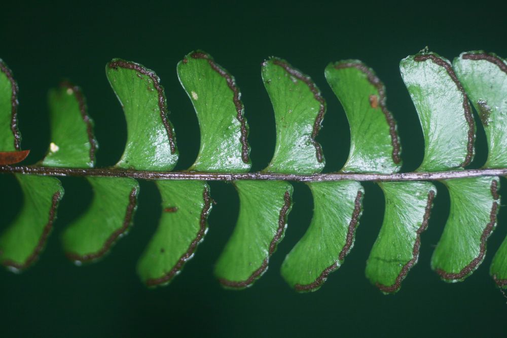 Lindsaeaceae Lindsaea quadrangularis