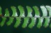 image of Lindsaea quadrangularis