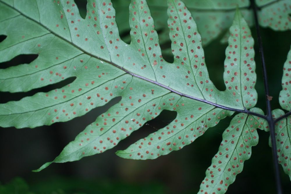 Tectariaceae Tectaria subebenea