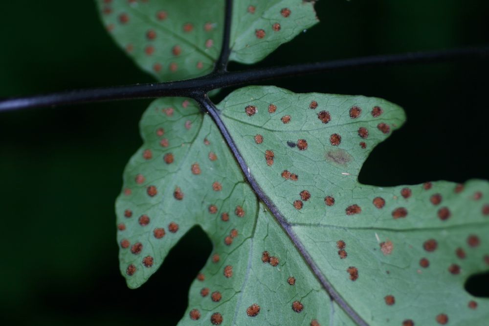 Tectariaceae Tectaria subebenea