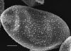 image of Elaphoglossum bellermannianum