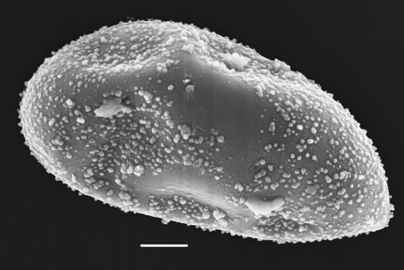 Dryopteridaceae Elaphoglossum bellermannianum