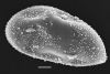 image of Elaphoglossum bellermannianum