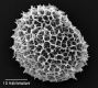 image of Elaphoglossum boragineum