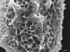 image of Elaphoglossum boragineum