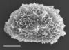 image of Elaphoglossum boragineum